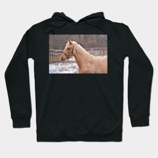 TB COLT Hoodie